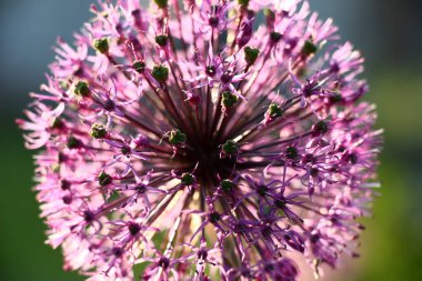 Güneşe tutuşturulan soğanlar soyut pembe havai fişeklerin resmini oluşturuyor..