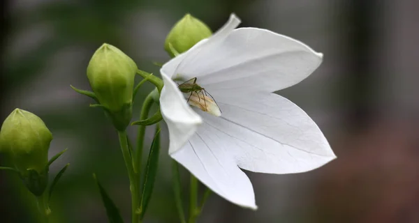 Det Bländande Vit Blomma Platykodon Grandiflorus Nära Olösta Gröna Knoppar — Stockfoto
