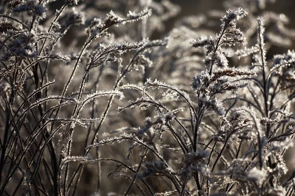 Fughe Scure Caoticamente Situate Solidago Sono Coperte Con Cristalli Scintillanti — Foto Stock