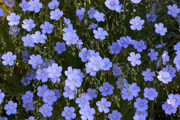 Blue Flowers Decorative Linum Austriacum Its Runaways Dark Background — Stock Photo, Image