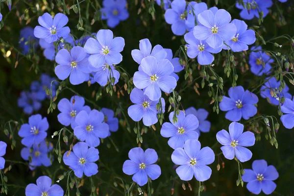 Blå Blommor Dekorativa Linum Austriacum Och Dess Rymlingar Mörk Bakgrund — Stockfoto
