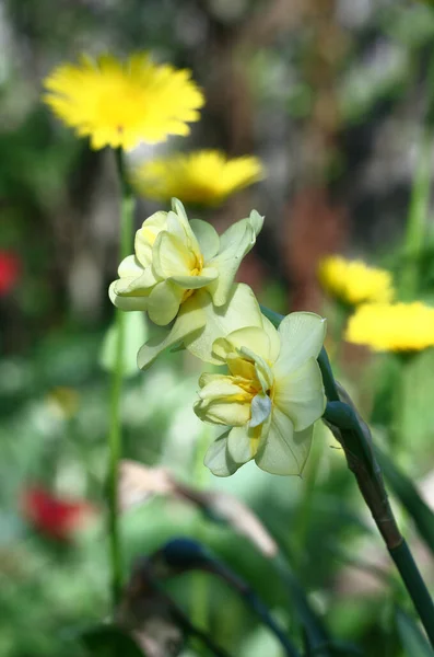Narciso Multifloral Revelou Dois Botões Com Pétalas Tons Amarelos — Fotografia de Stock