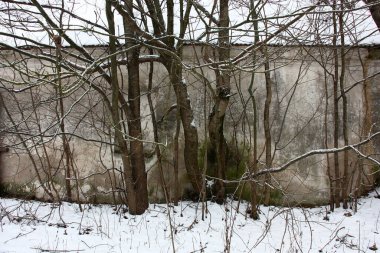 Kış sabahı. Farklı yaşlarda ağaçlar terk edilmiş bir binanın duvarının yanında büyürler..