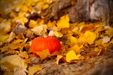 one pumpkin in fallen yellow foliage under a tree in a forest or park. horizontal shallow depth of field photo clipart
