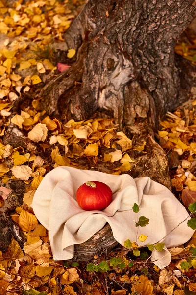 森の中の葉の中のリネンのテーブルクロスに小さなカボチャ フィールド写真の縦の浅深さ — ストック写真