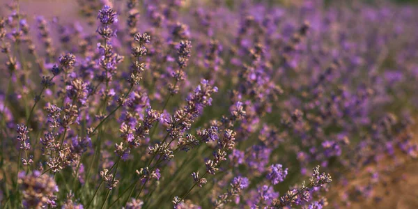 Lavender Flowers Banner Young Fields Summer Time Blooming Opening Flowers — Stock Photo, Image