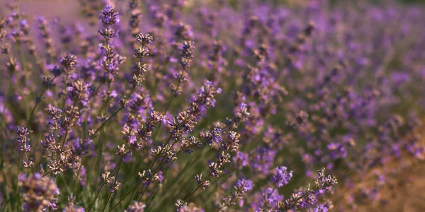 Bannière Fleurs Lavande Jeunes Champs Été Floraison Ouverture Fleurs Dans — Photo