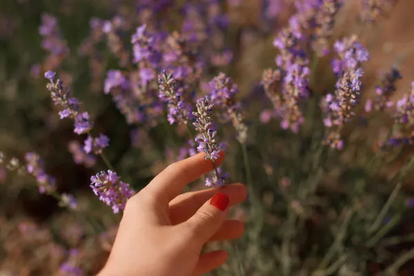 Lavendelbloeiende Velden Eenheid Alleen Van Mens Met Natuur — Stockfoto