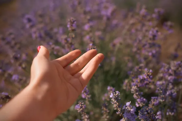 Offene Palme Vor Dem Hintergrund Lavendelblütenfelder Konzept Von Mensch Und — Stockfoto