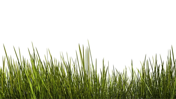 Высокий трава крупным планом — стоковое фото