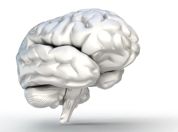 Модель мозга человека на белом фоне — стоковое фото