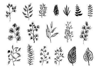 El çizimi koleksiyonu botanik elementler