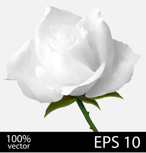 Rosa blanca flor . — Vector de stock