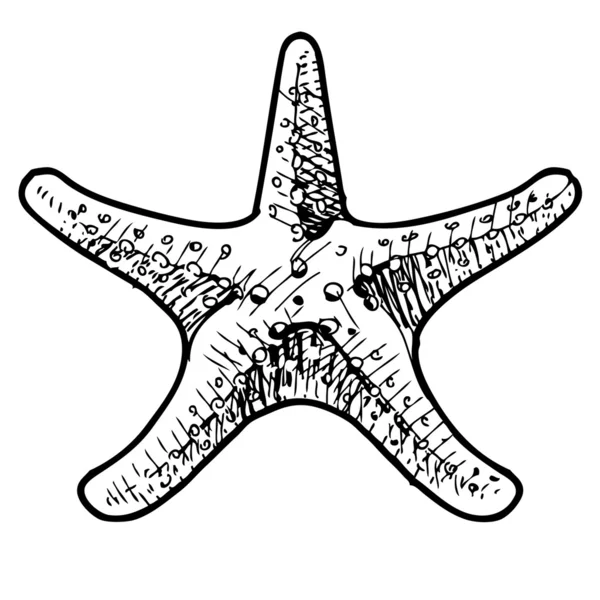 Sea star. — Stockvector