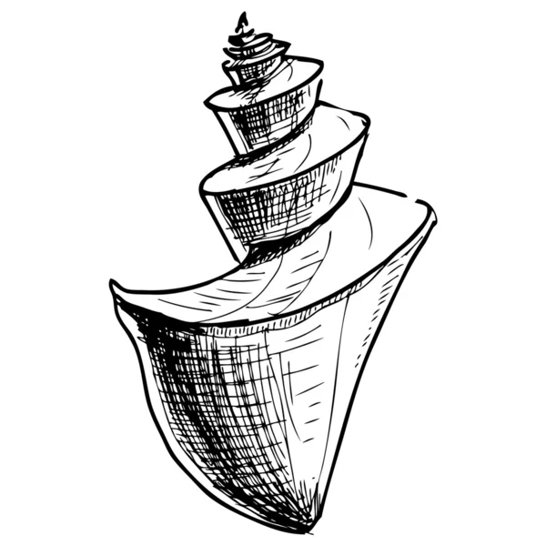 Морская раковина . — стоковый вектор