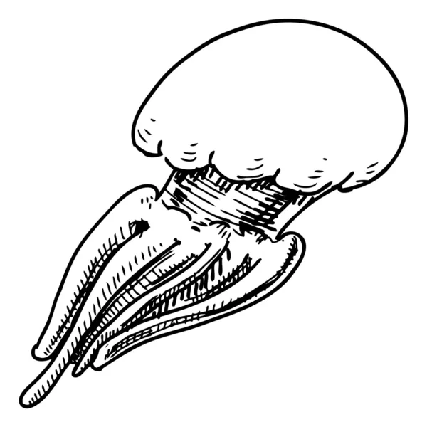 Jelly fish isolated on white background. Vector Graphics