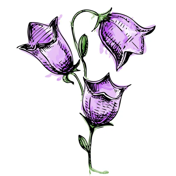 Sulu Boya stilinde renkli çan çiçeği — Stok Vektör