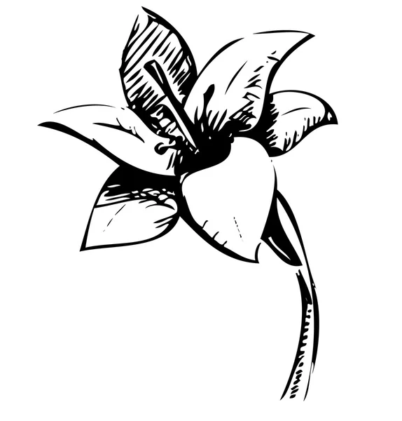 Lily çiçek kroki çizim — Stok Vektör