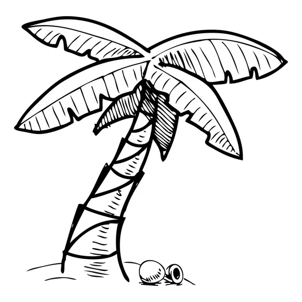 Tropisk palm träd skiss illustration — Stock vektor