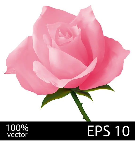 Pink rose realistic illustration — Stock Vector