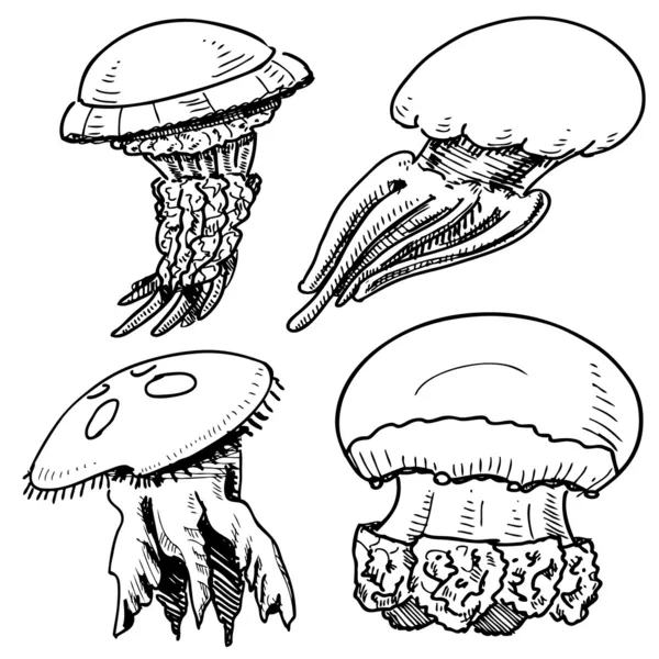 Коллекция медуз. Векторная иллюстрация — стоковый вектор