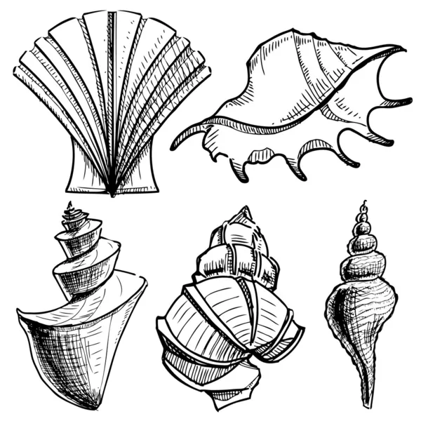Deniz kabukları koleksiyonu. El çizimi sketch vektör çizim — Stok Vektör