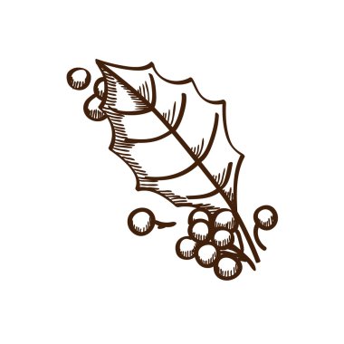 Holly Karpuzu ve yaprak