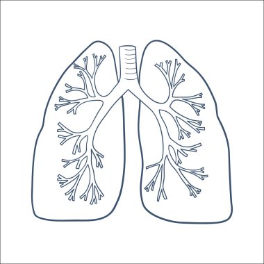 Anatomik akciğerler üzerinde beyaz izole.