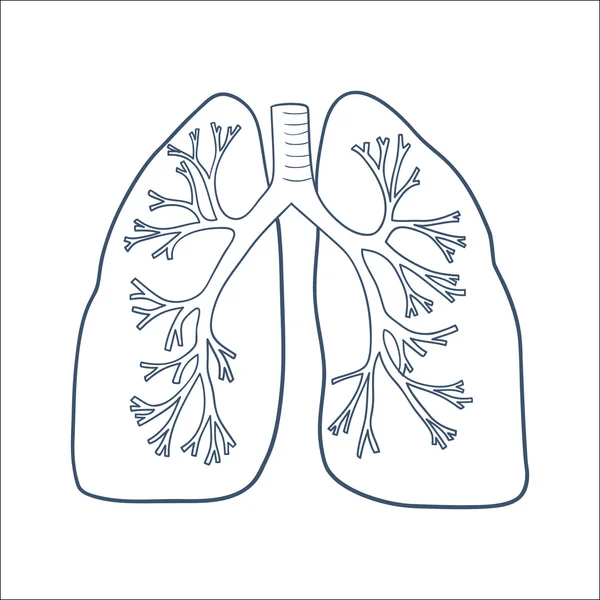 Polmoni anatomici isolati su bianco . — Vettoriale Stock