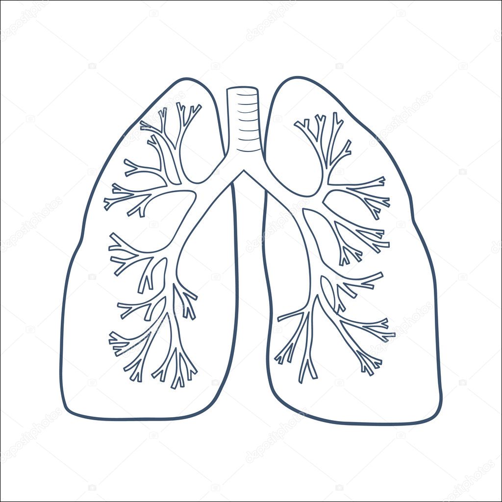Anatomical lungs isolated on white.