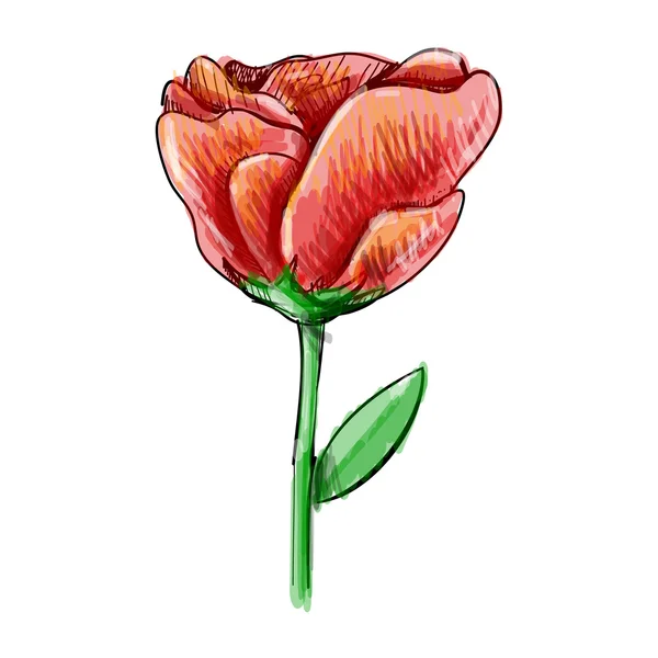 Tulpenblüte — Stockvektor