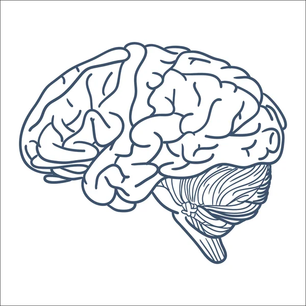 Мозг изолирован на белом. — стоковый вектор