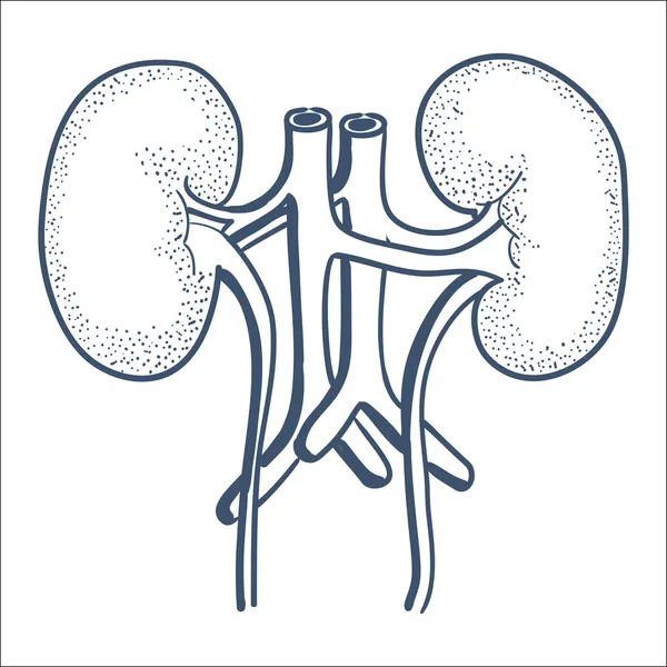 Anatomical kidneys organ. — Stock Vector