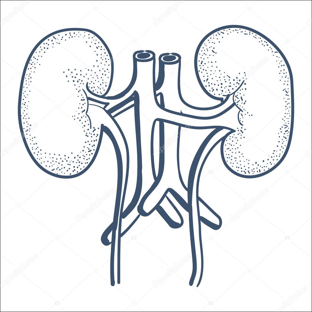Anatomical kidneys organ.