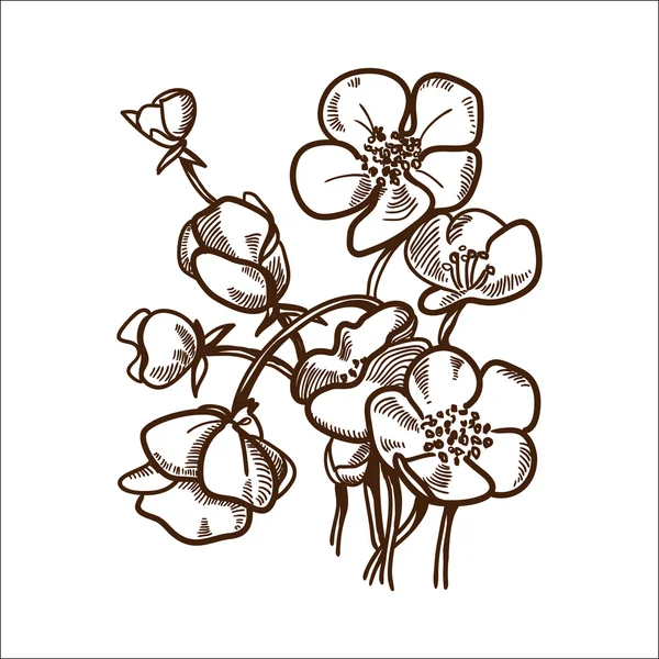 Margherita fiore isolato su bianco . — Vettoriale Stock