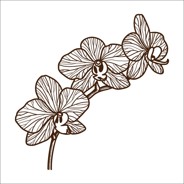 Flor de orquídea aislada en blanco . — Archivo Imágenes Vectoriales