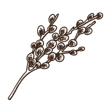 Bahar çiçek açan söğüt dalı.