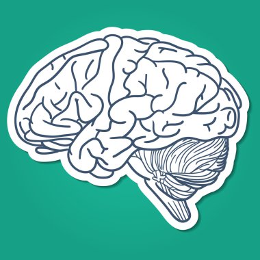 İnsan Anatomik beyin organ.