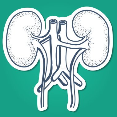 İnsan Anatomik böbrek organ.