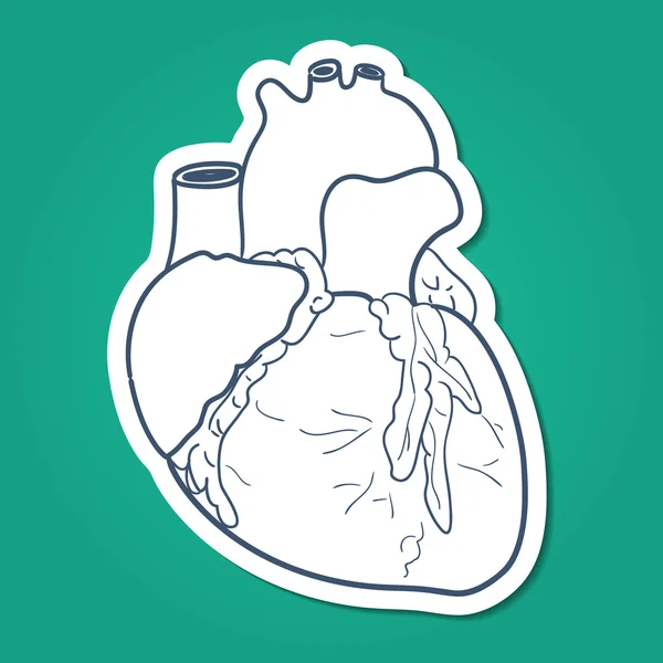 Anatomische hart menselijk orgel. — Stockvector