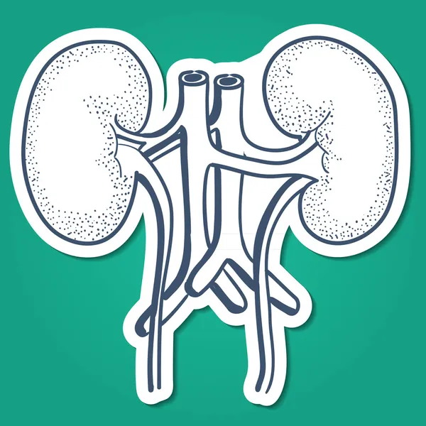 Anatomical kidneys human organ. — Stock Vector