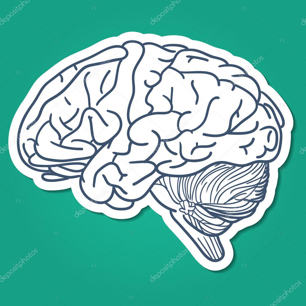 Anatomical brain human organ.