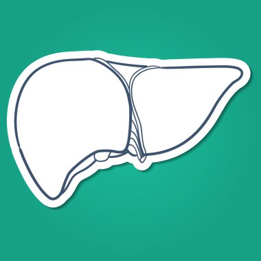 Anatomik karaciğer insan organı.