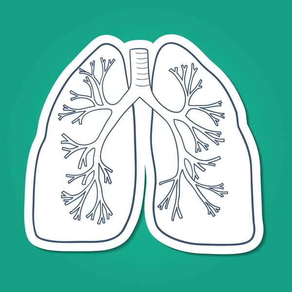 Anatomical lungs human organ. — Stock Vector