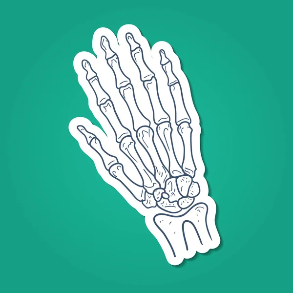 Huesos de mano. Parte del esqueleto . — Vector de stock