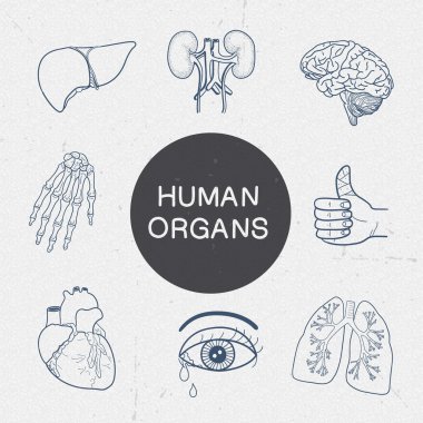 İnsan organ koleksiyonu.