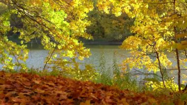 Sonbahar, sarı ve turuncu akçaağaç yaprakları rüzgarda sallanıyor nehrin arka planında, gölde