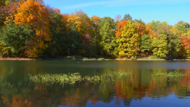 Beau paysage d'automne, lac forestier, rivière. Arbres aux feuilles vertes, jaunes et rouges — Video
