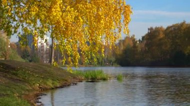 Sonbahar şehri manzarası. Ördekler nehir boyunca yüzer, göl, kıyıda sarı yapraklı ağaçlar vardır. Park