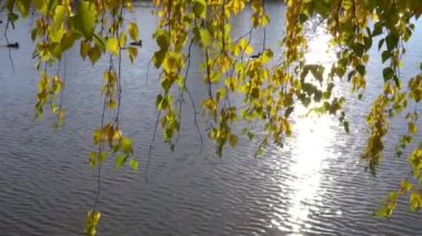 Sonbahar manzarası, suyun üzerinde sarı yapraklar asılı huş dalları. Ördekler nehir boyunca yüzüyor, göl boyunca.